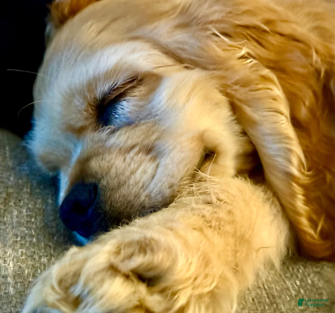 Cocker Spaniel dogs for sale: Captain - Ad 2