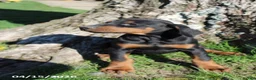 Doberman Pinscher dogs for sale: Honey - Ad 3