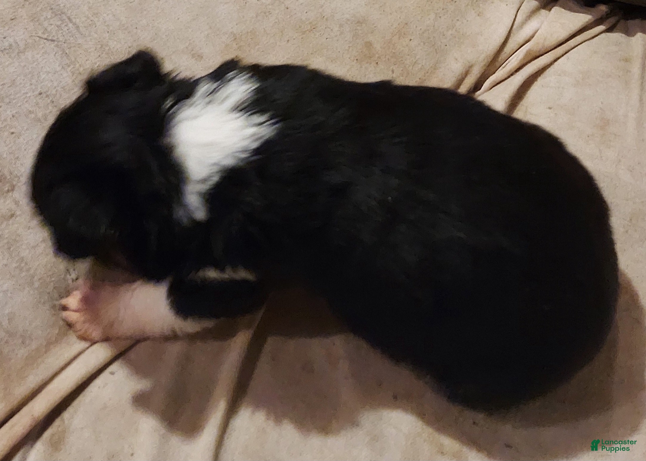 Toy Australian Shepherd dogs BELLA - Ad 5