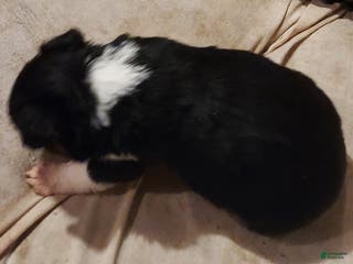Toy Australian Shepherd dogs BELLA - Ad 18