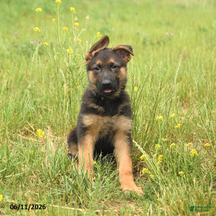 German Shepherd dogs General - Ad 1
