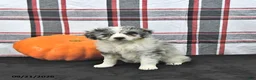 Mini Aussiedoodle dogs for sale: Della - Ad 4
