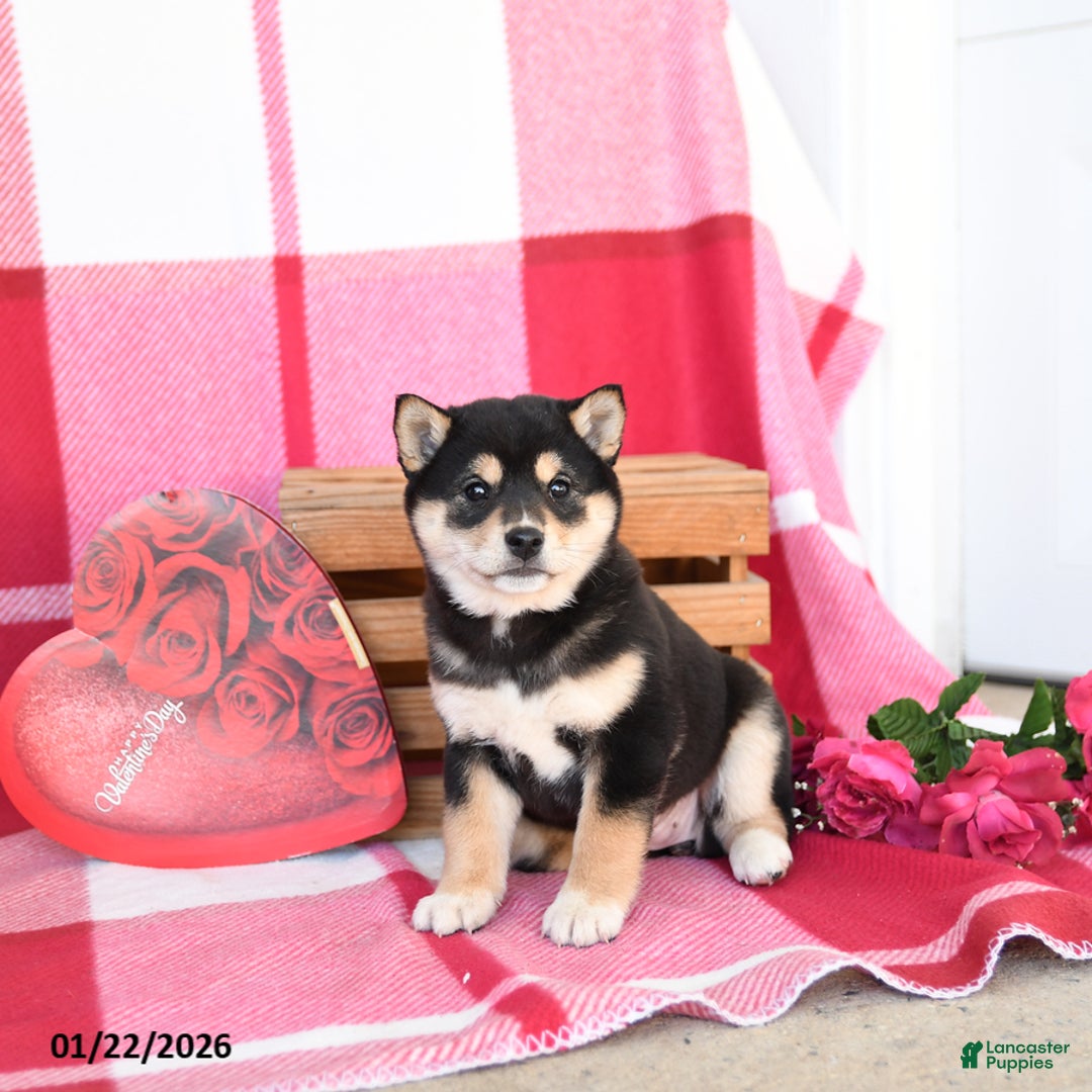 Shiba Inu dogs for sale: Becky - Ad 3