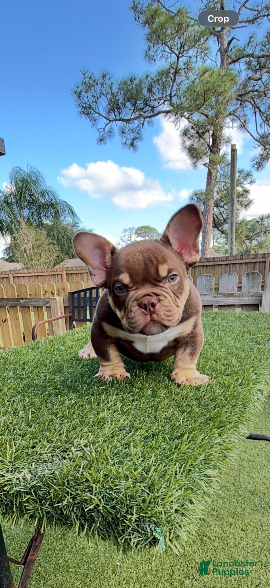 American Bully dogs for sale: Showstoppa - Ad 2