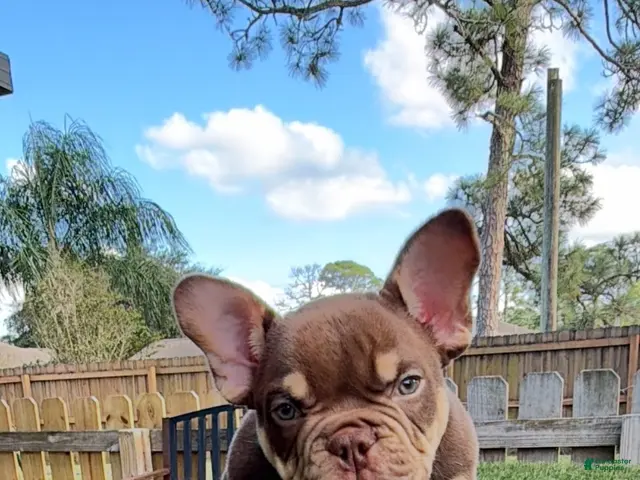American Bully dogs for sale: Showstoppa - Ad 1