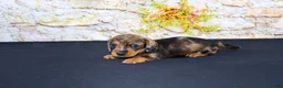 Miniature Dachshund dogs for sale: Horton - Ad 8