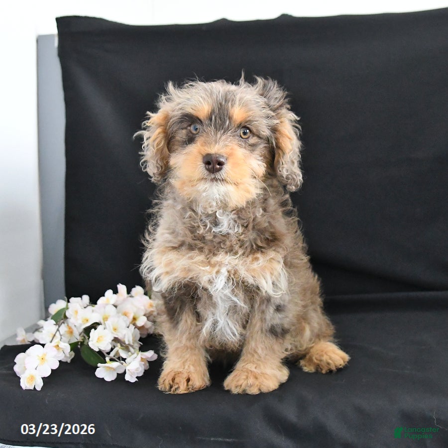 Cavapoo dogs Zoey - Ad 1