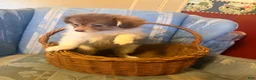 Mixed Breed dogs for sale: Cookie’s Boy #2 - Ad 4