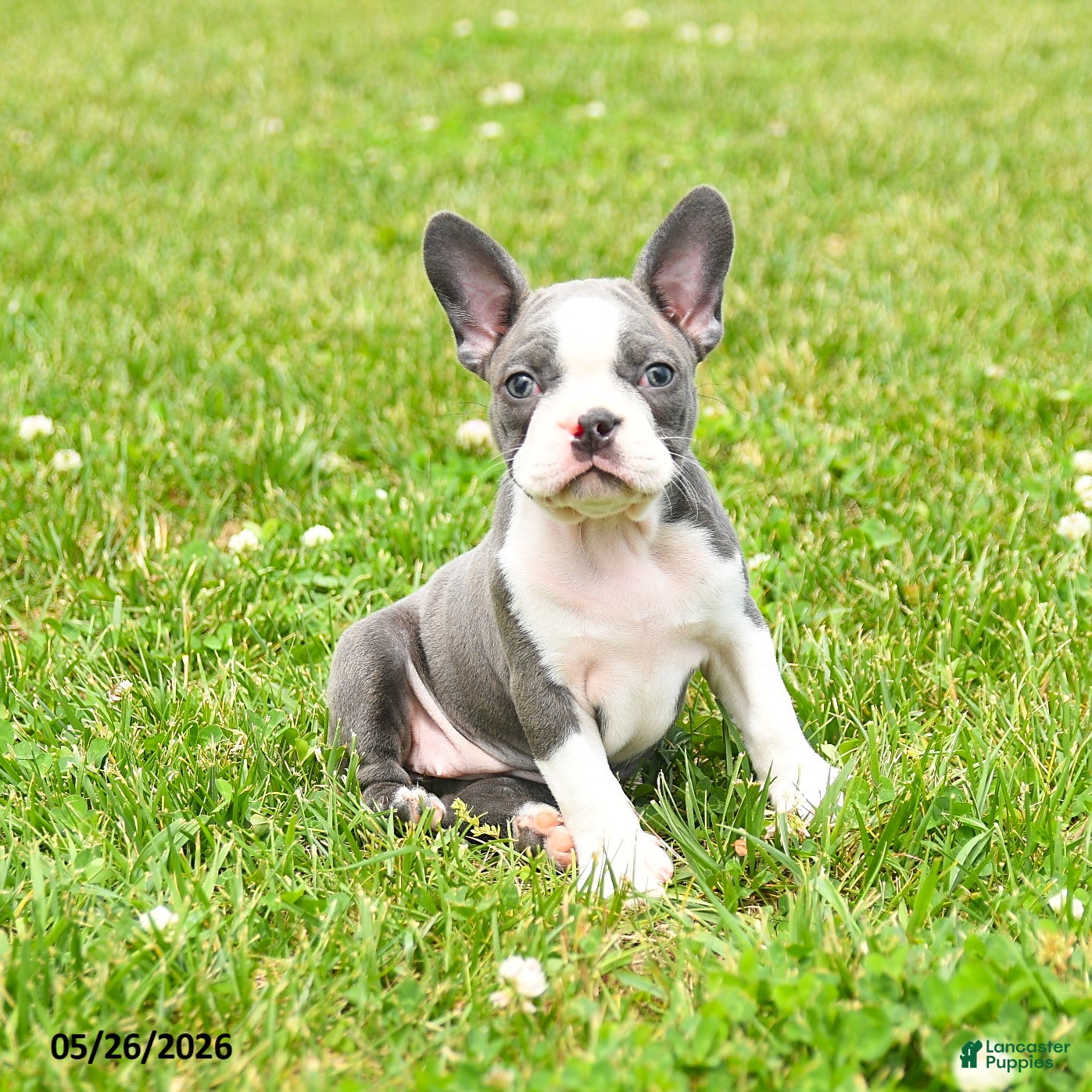 Boston Terrier dogs Ellie - Ad 1
