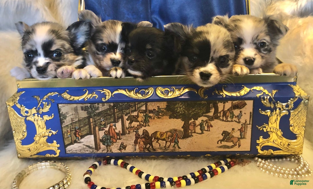 Gallery Image {{count}}