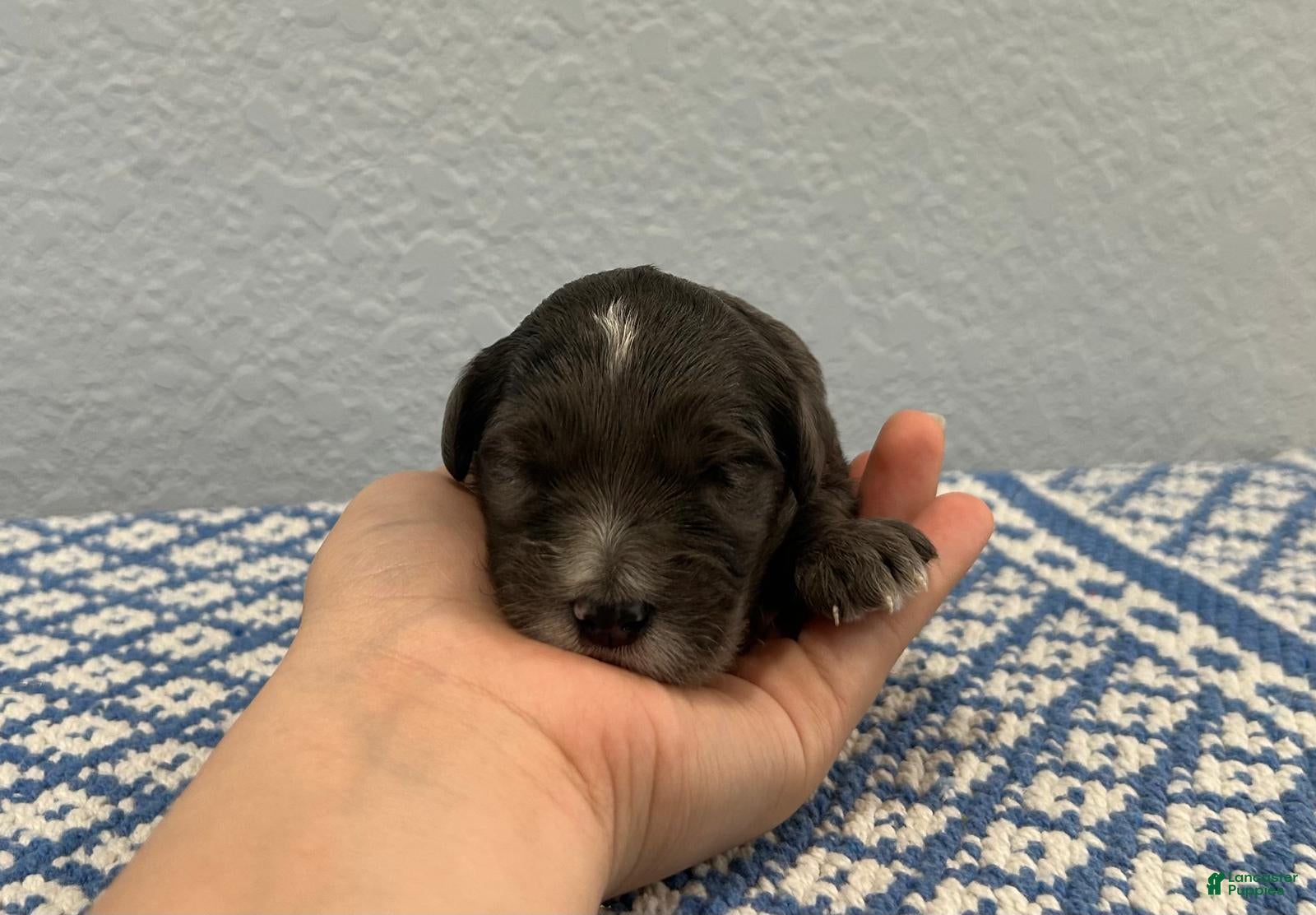 Mini Goldendoodle dogs for sale: Theo - Ad 2