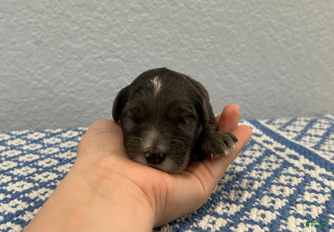 Mini Goldendoodle dogs for sale: Theo - Ad 1