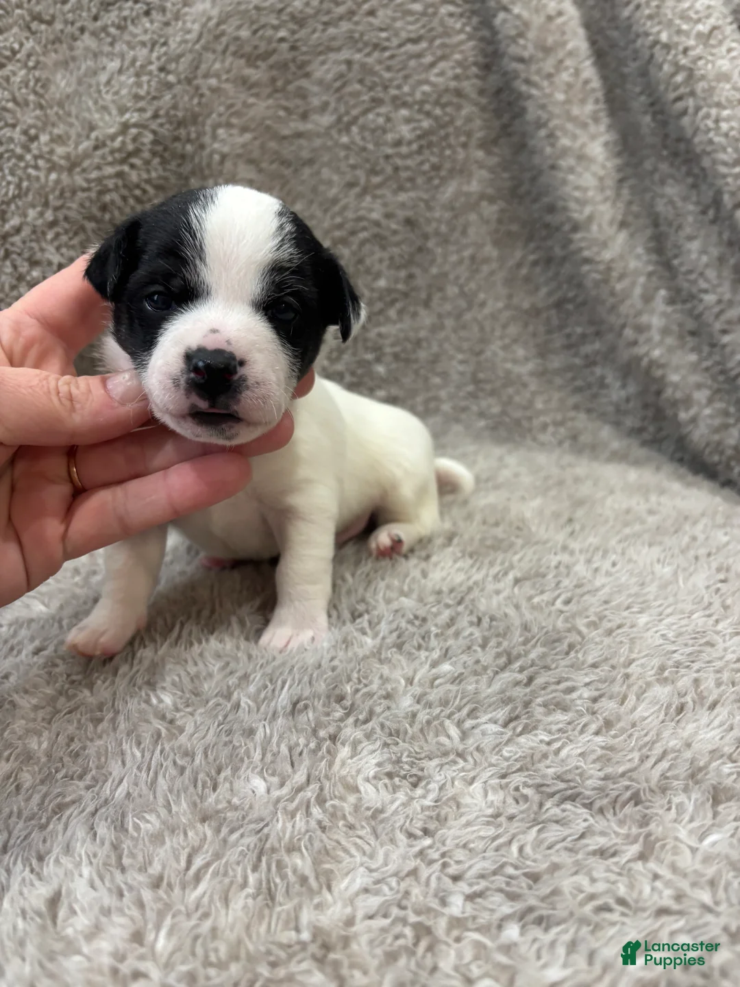 Chihuahua dogs for sale: Den - Ad 2