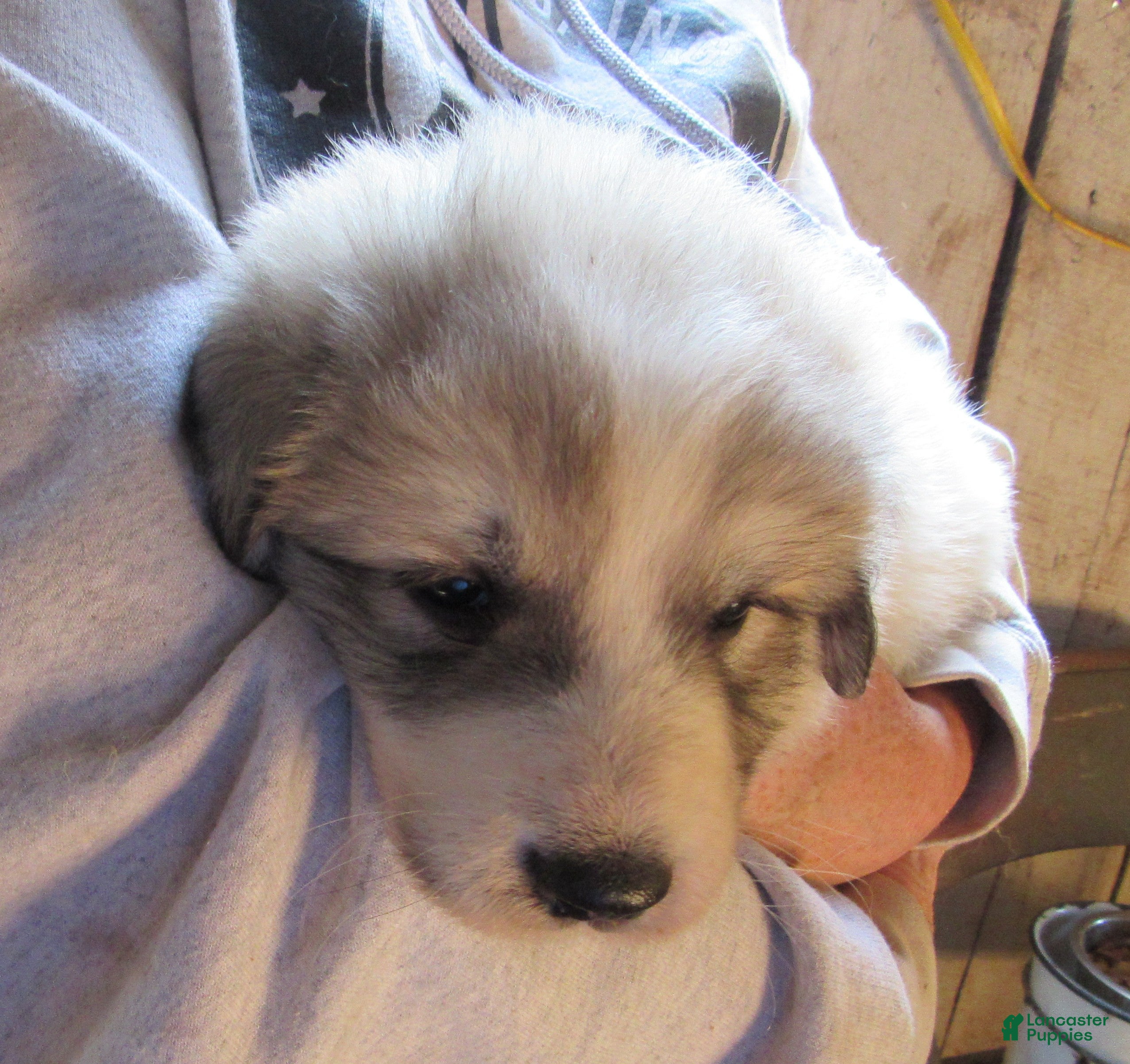 Great Pyrenees dogs Pink Collar Badger Face Female Great Pyrenees Puppy  - Ad 1