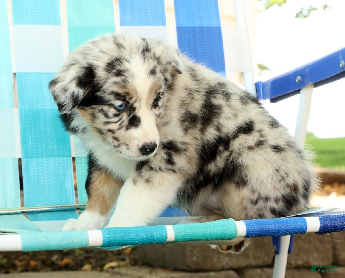 Australian Shepherd dogs for sale: Flower - Ad 9