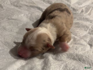 Miniature Australian Shepherd dogs Miniature Australian Shepherd Puppy 1 - Ad 14