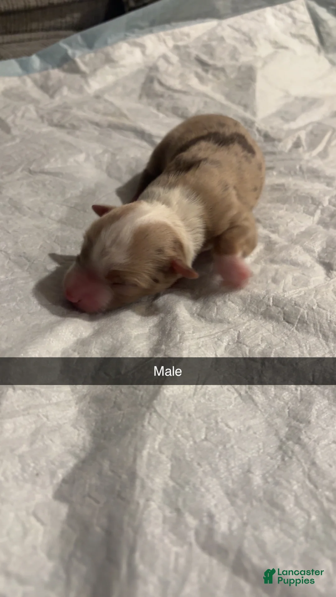Miniature Australian Shepherd dogs for sale: Miniature Australian Shepherd Puppy 1 - Ad 1