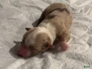 Miniature Australian Shepherd dogs Miniature Australian Shepherd Puppy 1 - Ad 23