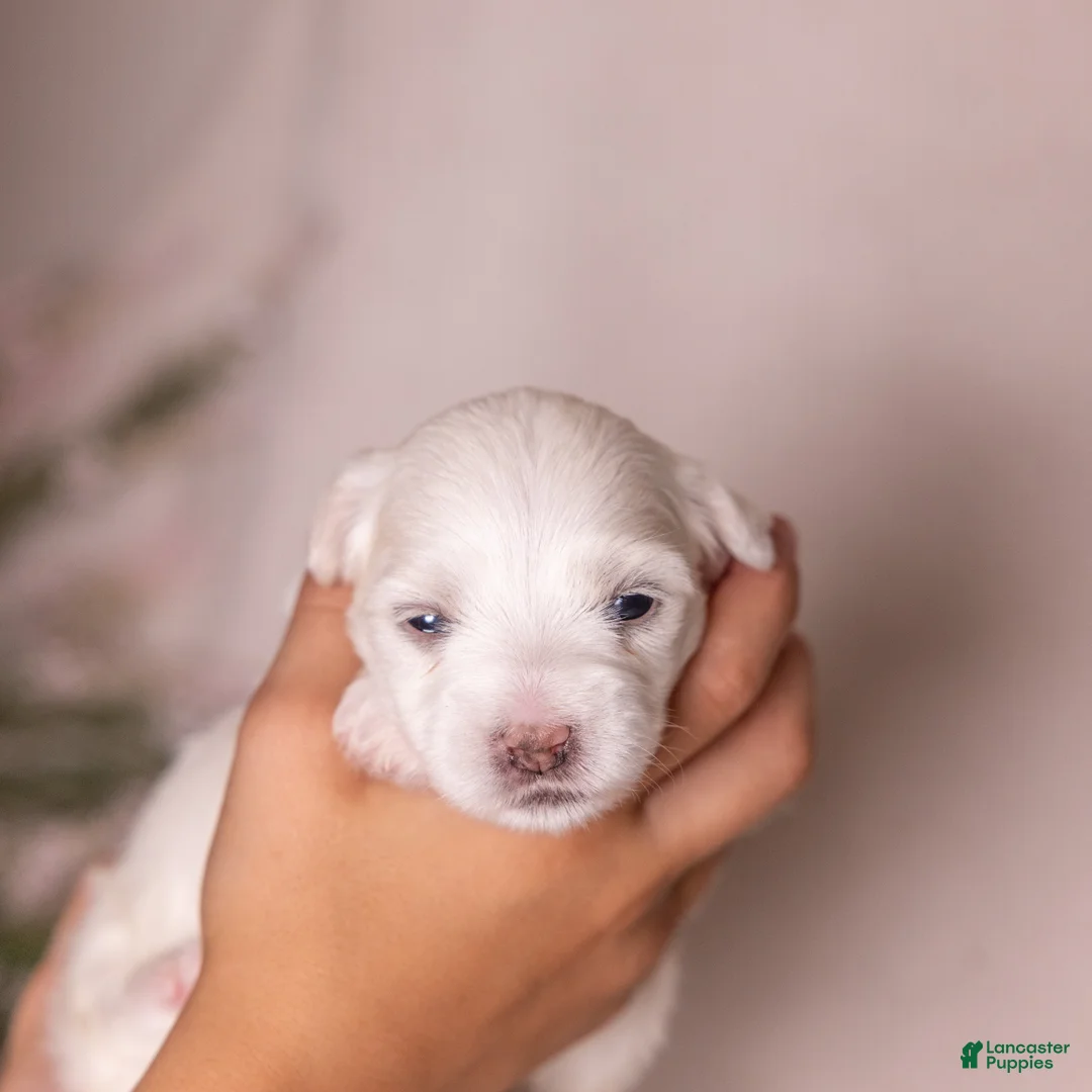 Coton De Tulear dogs for sale: Orchid  - Ad 2