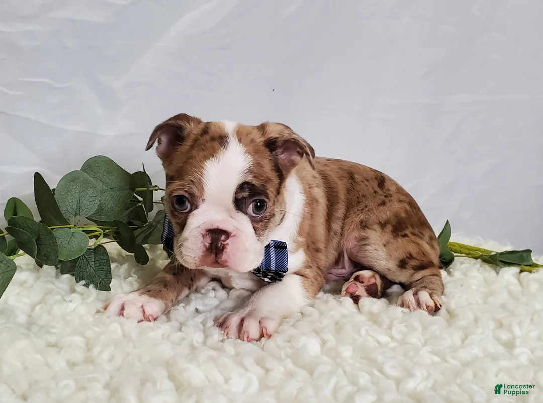 Boston Terrier dogs for sale: Jordan - Ad 6