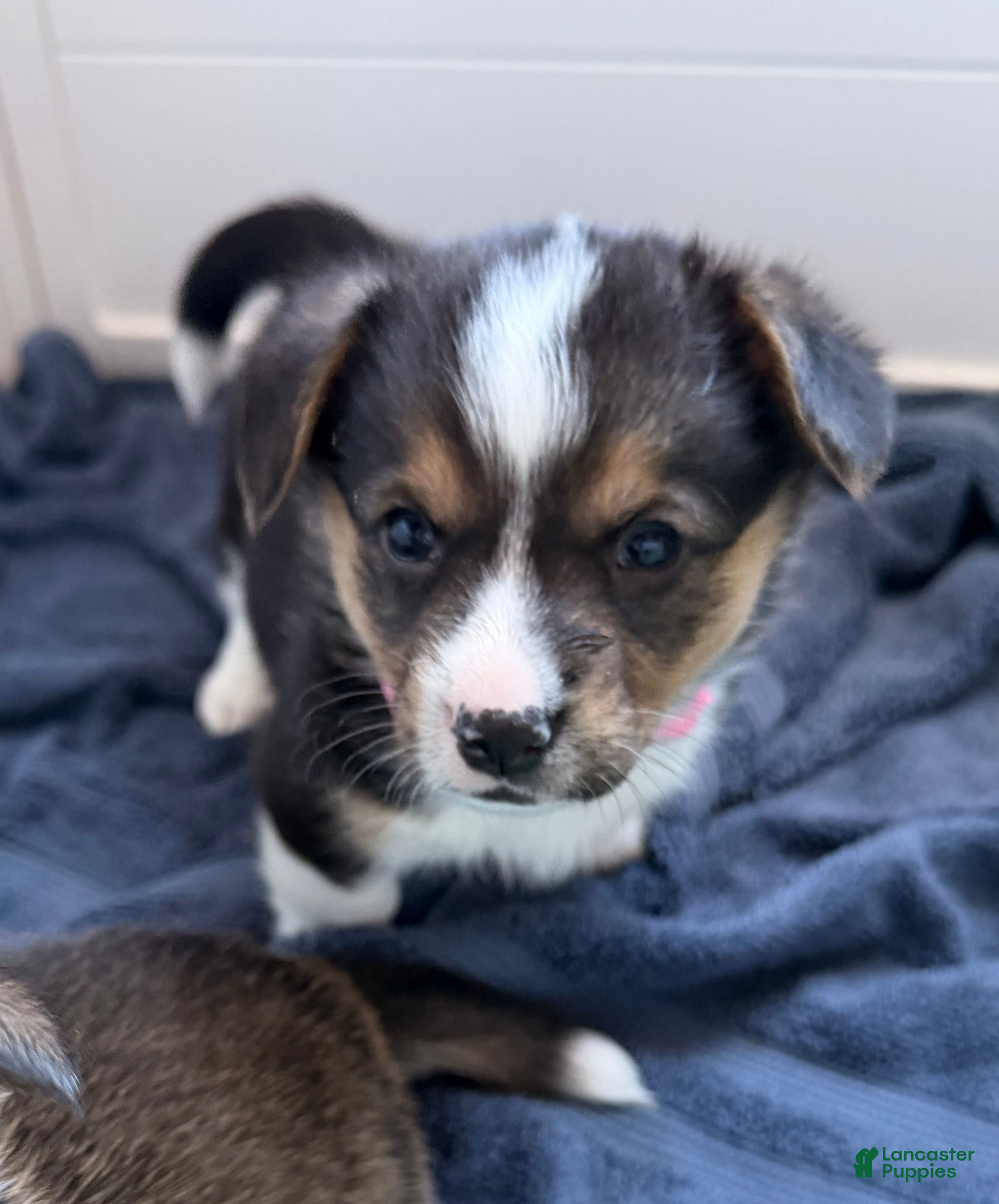 Welsh Corgi Pembroke dogs Corgi, light pink - Ad 7