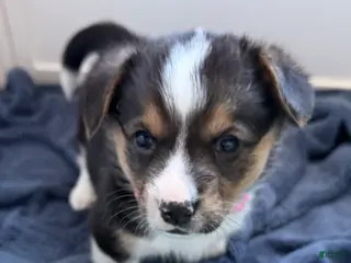 Welsh Corgi Pembroke dogs Corgi, light pink - Ad 7