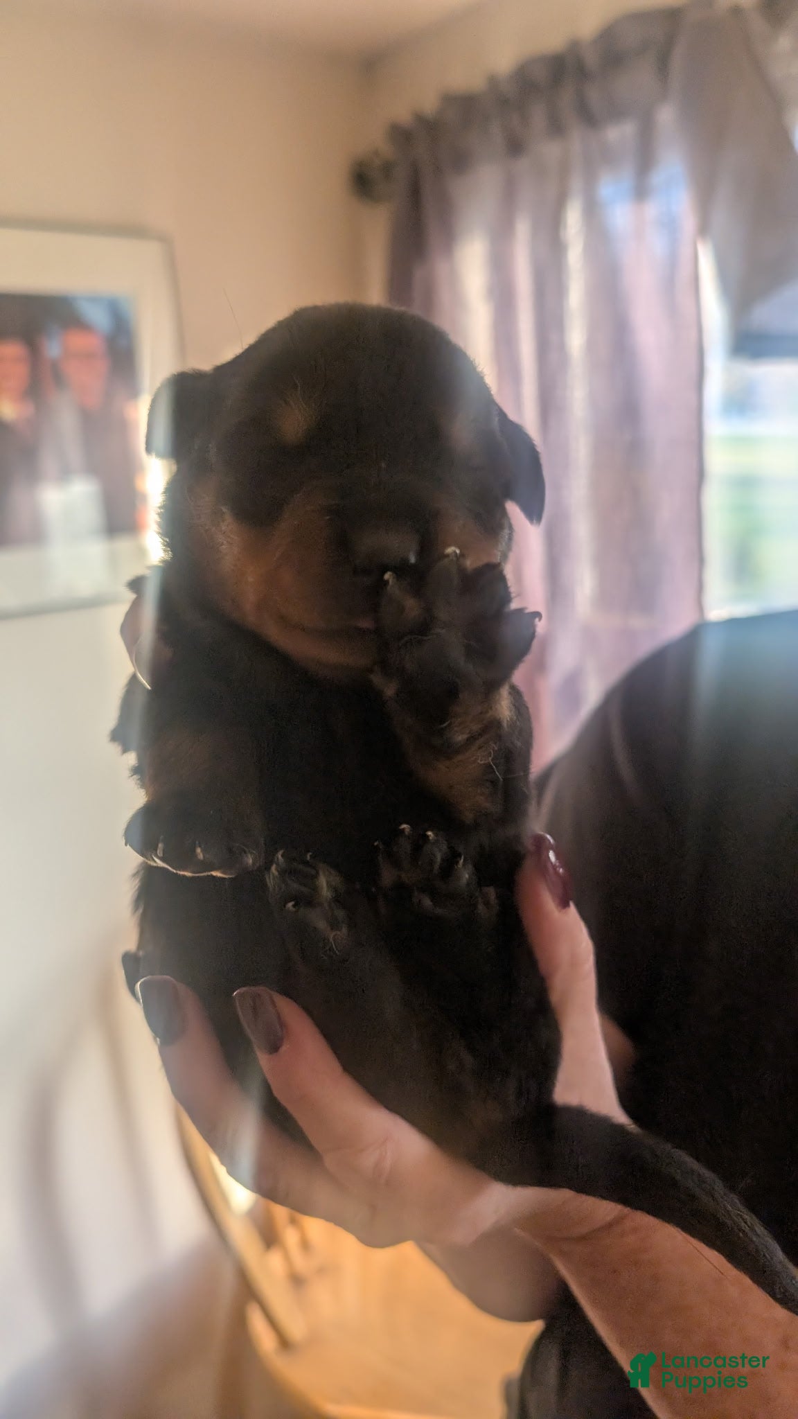 Rottweiler dogs Rottweiler Puppy 5 - Ad 28
