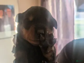 Rottweiler dogs Rottweiler Puppy 5 - Ad 8