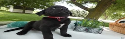 Sheprador dogs for sale: Sheprador 10 Lola - Ad 1