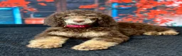 Standard Poodle dogs for sale: Daisy - Ad 3