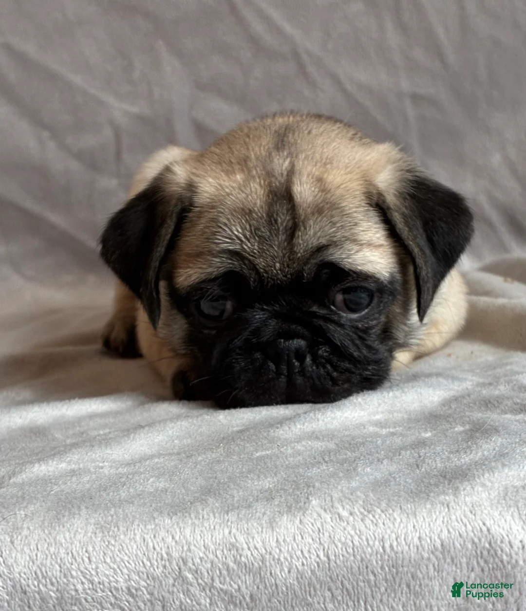 Pug dogs for sale: Toby - Ad 5