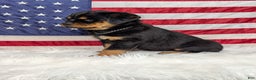 Rottweiler dogs for sale: Roxy - Ad 2