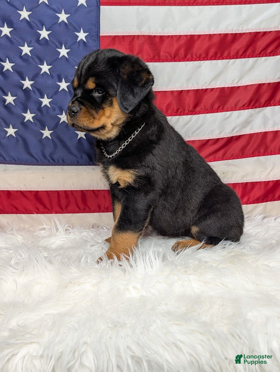 Rottweiler dogs for sale: Roxy - Ad 2