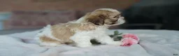 Shih Tzu dogs for sale: Female- Sage - Ad 3