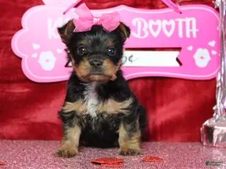 Yorkshire Terrier dogs Juliana - Ad 22