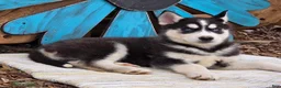 Siberian Husky dogs for sale: Brody - Ad 3