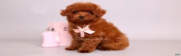 Toy Poodle dogs for sale: Elodie Red Teacup - Ad 3