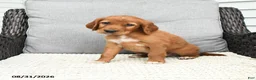 Mixed Breed dogs for sale: Teddy - Ad 3