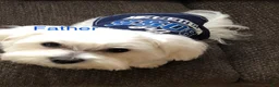Malshi dogs for sale: Bella - Ad 8