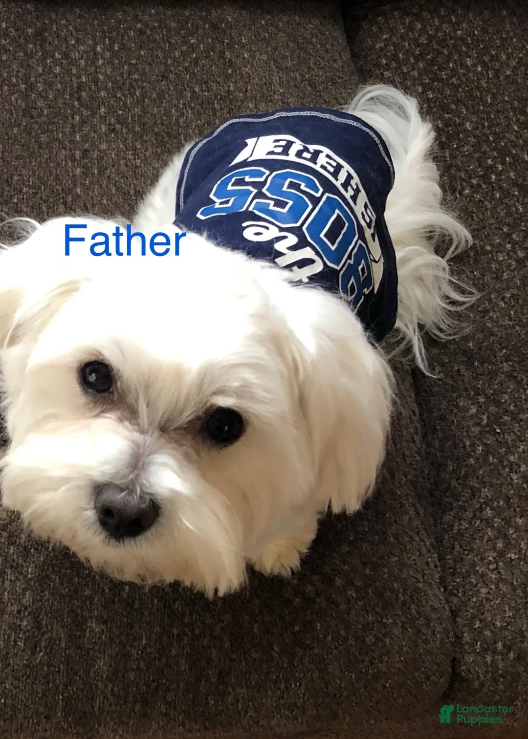 Malshi dogs for sale: Bella - Ad 8