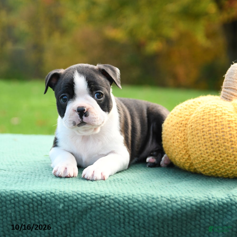 Boston Terrier dogs Nora - Ad 2