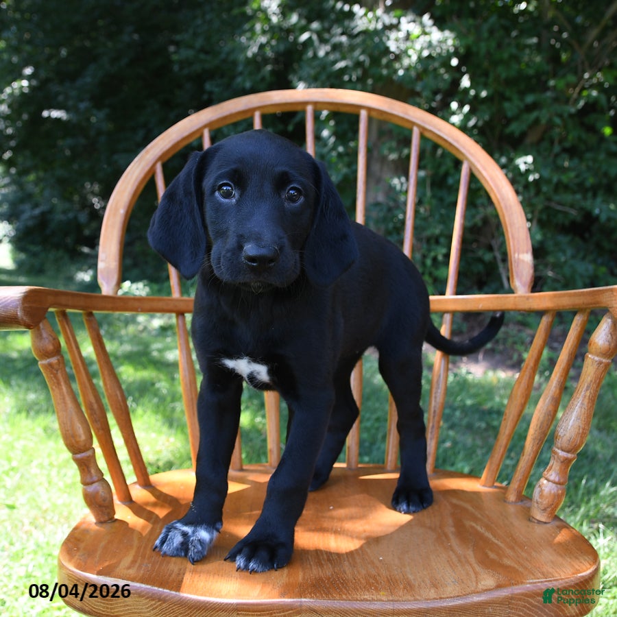 Mixed Breed dogs Nebula - Ad 2