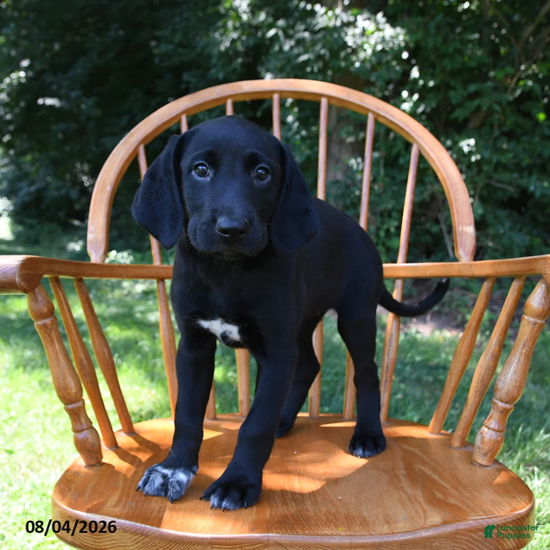 Mixed Breed dogs for sale: Nebula - Ad 2