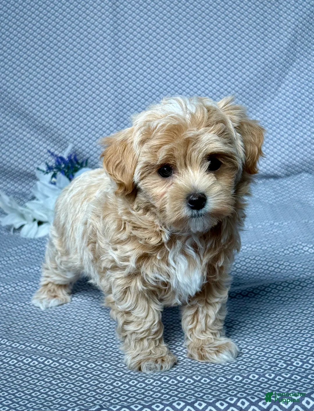 Maltipoo dogs for sale: Hunter - Ad 2