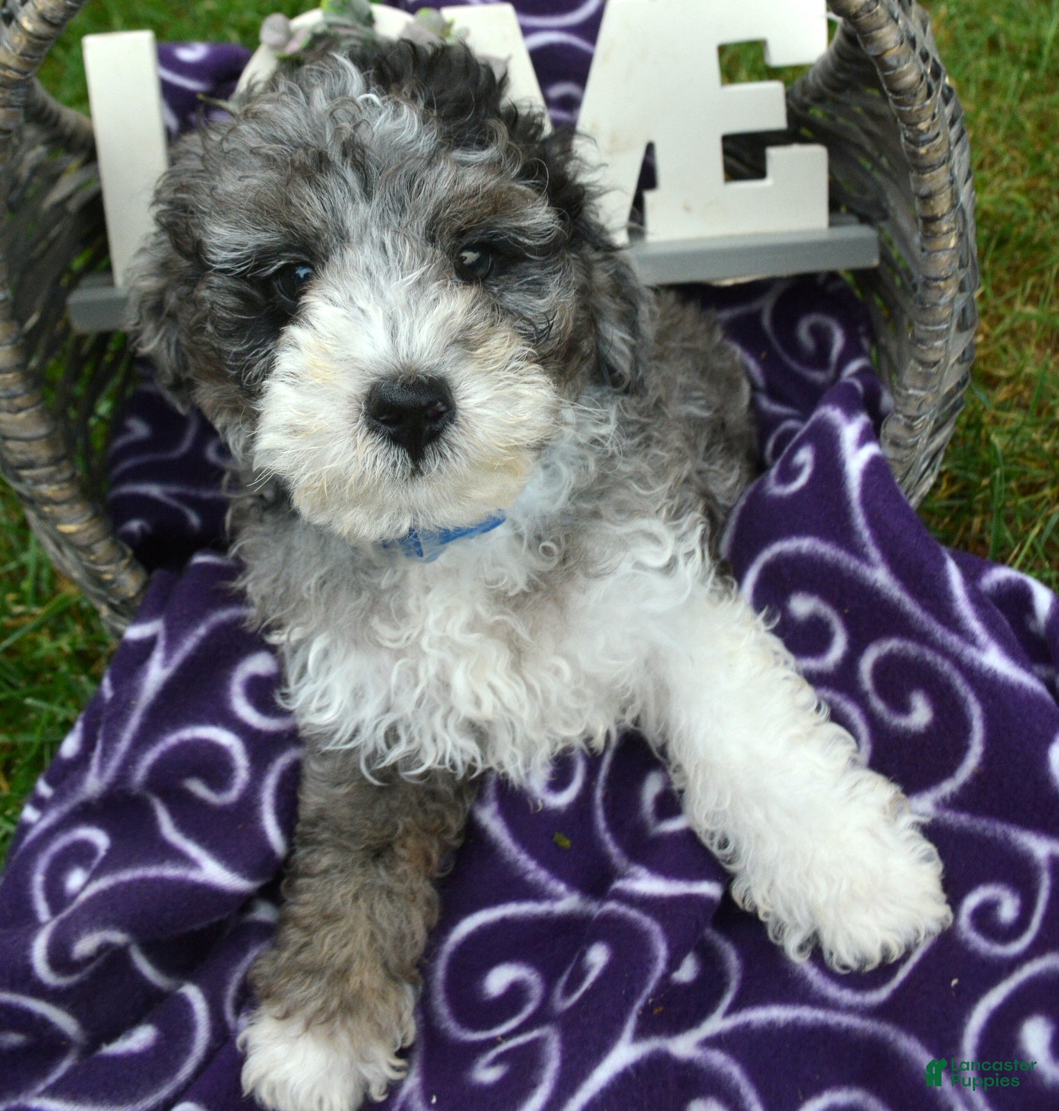 Bernedoodle dogs Barkley Bernedoodle 2 - Ad 21