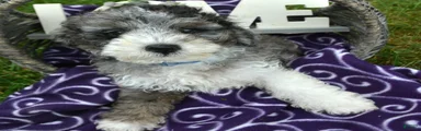 Barkley Bernedoodle 2