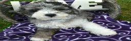 Bernedoodle dogs for sale: Barkley Bernedoodle 2 - Ad 1