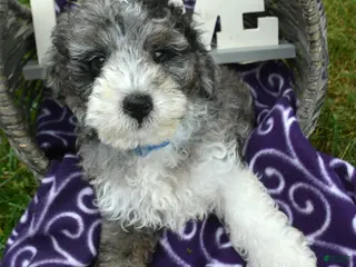 Bernedoodle dogs Barkley Bernedoodle 2 - Ad 21