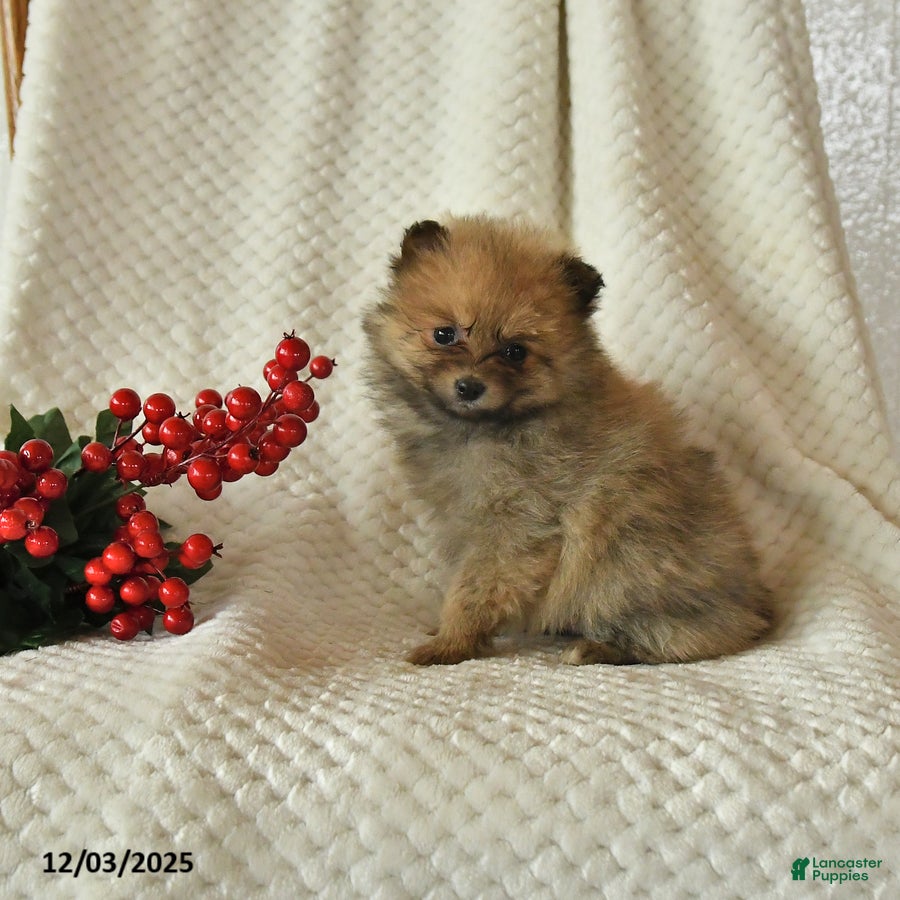 Pomeranian dogs Paige - Ad 41