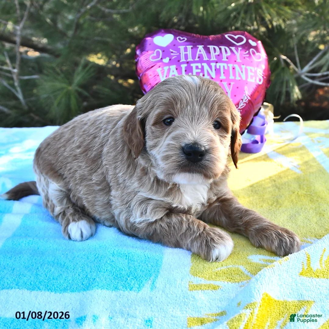 Mini Goldendoodle dogs for sale: Oliver - Ad 10